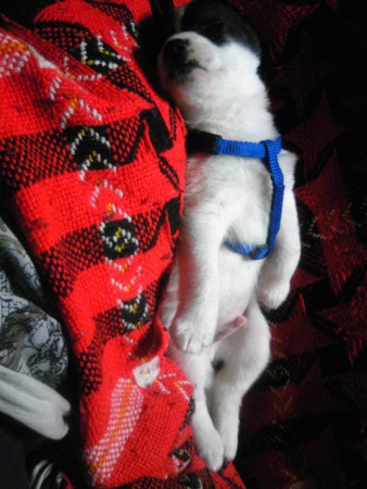 のびのびポーズ