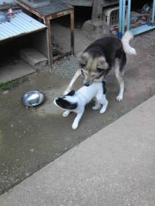 俺のエサ食うな！コノヤロ！